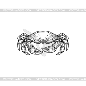 Marine crab crustacean animal - vector image