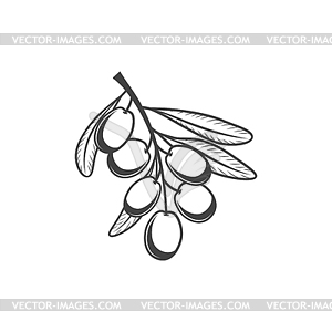 Зеленые спелые ягоды маслин на веточке с листьями - изображение в векторе / векторный клипарт