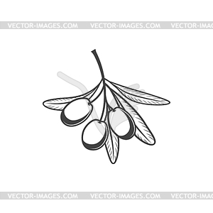 Ripe olives fruits, olive oil ingredients - vector image