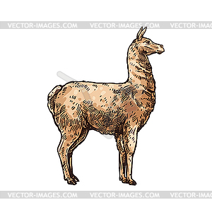 Alpaca llama cartoon animal side view - vector image