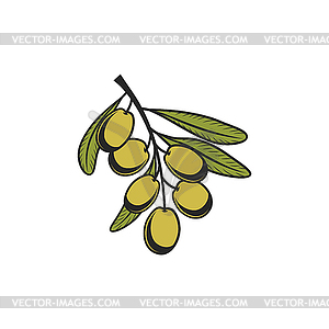 Green ripe berries of olives on twig with leaves - vector clip art