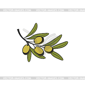 Оливки на ветке с листьями, здоровые зеленые закуски - векторный дизайн