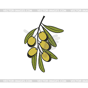 Olives on twig with leaves, green ripe berries - vector clipart