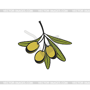 Ripe olives fruits, olive oil ingredients - vector clipart