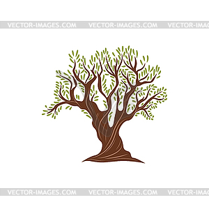 Tree with green leaves, olives harvest symbol - vector image