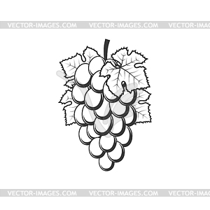 Bunch of grapes cluster fruits and leaves - vector image