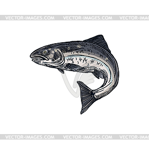 Salmon and trout, fish underwater animal red meat - vector clipart