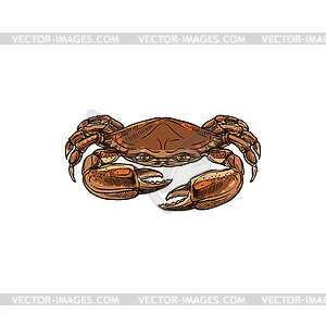 Marine crab crustacean animal - vector clipart