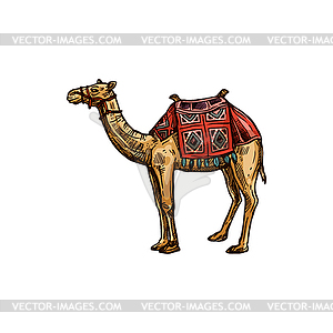 Arabian camel with decor saddle animal - vector clipart