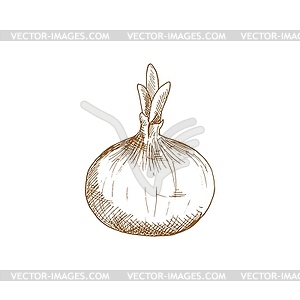 Whole onion bulb, vegetable root sketch - vector image