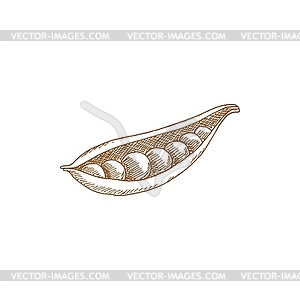 Pea pod legume split vegetable - vector clipart