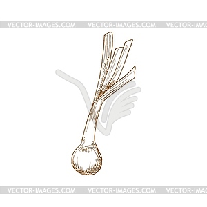 Whole onion bulb, vegetable root sketch - vector image