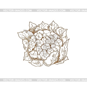 Cauliflower cabbage vegetable brassica - vector image