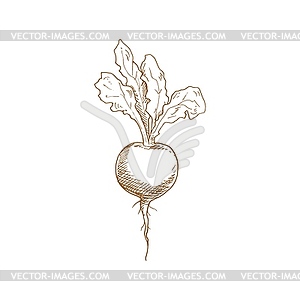 Whole beet root monochrome sketch icon - vector clip art