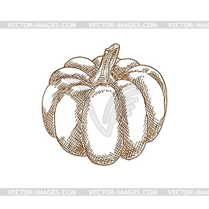 Pumpkin vegetable - vector image