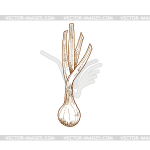 Whole onion bulb, vegetable root sketch - vector image