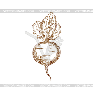 Whole beet root monochrome sketch icon - vector image