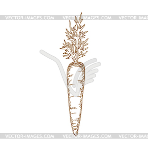 Vegetable sketch monochrome carrot leaves - vector clipart