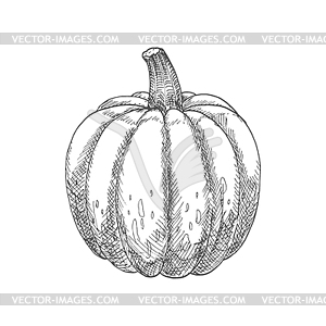 Pumpkin vegetable - vector image