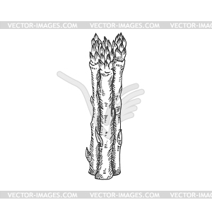 9800 Asparagus Illustrations RoyaltyFree Vector Graphics  Clip Art   iStock