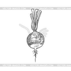 Radish vegetable tuber sketch - vector EPS clipart