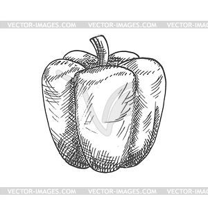 Bulgarian sweet bell pepper vegetable sketch - vector clip art