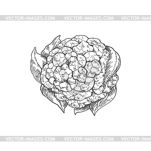 Cauliflower cabbage vegetable brassica - vector clip art