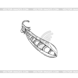 Pea pod legume split vegetable - royalty-free vector image