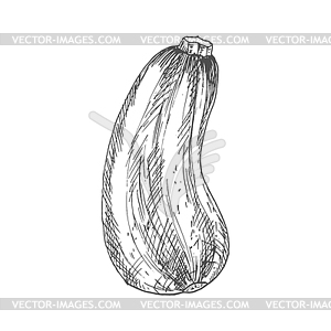 zucchini clip art black and white