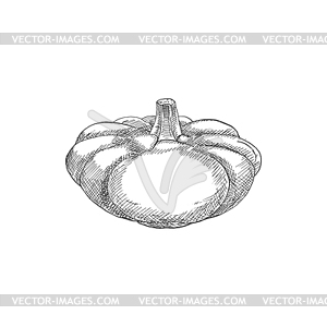 Pumpkin vegetable - vector image