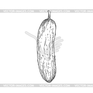 Cucumber gherkin monochrome sketch - vector clip art