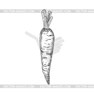 Vegetable sketch monochrome carrot leaves - vector clipart