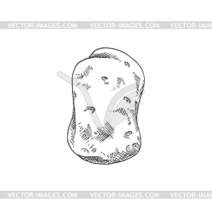 Potato tuber vegetable - vector image