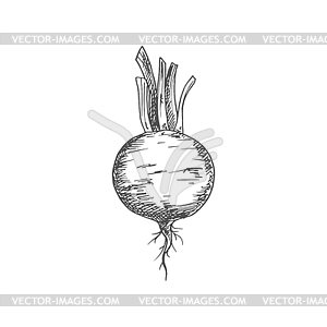 Whole beet root monochrome sketch icon - vector clip art