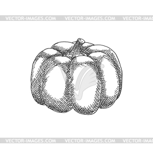 Pumpkin vegetable - vector clipart