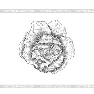 Vegan cabbage autumn vegetable sketch - vector clip art