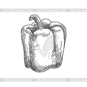 Bulgarian sweet bell pepper vegetable sketch - vector image