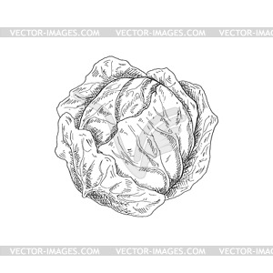 Vegan cabbage autumn vegetable sketch - vector image