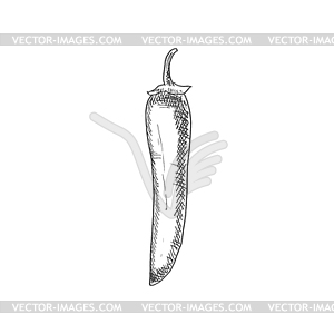 Red hot chilli pepper spicy vegetable - vector EPS clipart