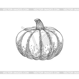 Pumpkin vegetable - vector image