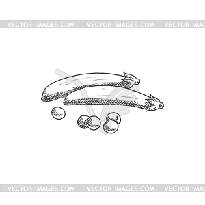 Pea pod legume split vegetable - vector clipart