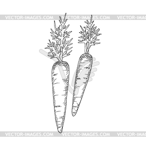 Vegetable sketch monochrome carrot leaves - royalty-free vector clipart