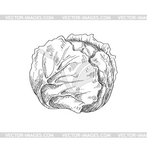 Vegan cabbage autumn vegetable sketch - vector clipart