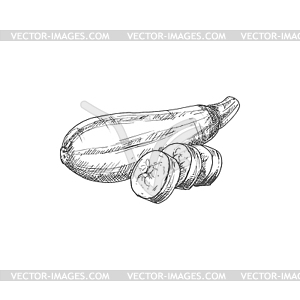 Squash vegetable marrow zucchini sketch - vector image