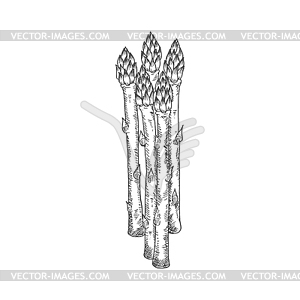 asparagus clipart black and white