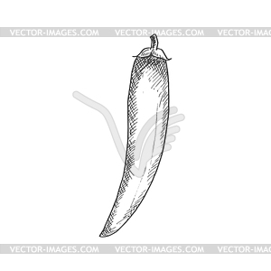 Red hot chilli pepper spicy vegetable - vector clipart / vector image