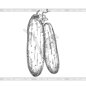 cucumber black and white clipart