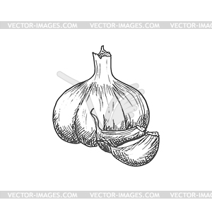 Garlic spice cooking seasonings sketch - white & black vector clipart