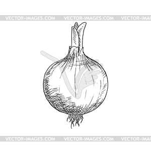 Whole onion bulb, vegetable root sketch - vector clipart