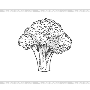 Stem of broccoli organic vegetarian food - vector clipart / vector image